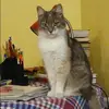 Отзыв от Алиса Кольцова